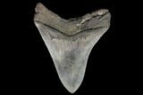 Serrated, Fossil Megalodon Tooth - Nice Tip! #76463-1
